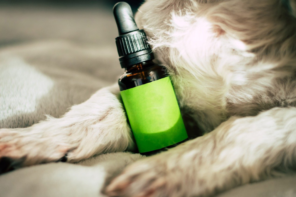 10 Proven Ways to Use CBD for Dogs