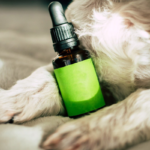 10 Proven Ways to Use CBD for Dogs