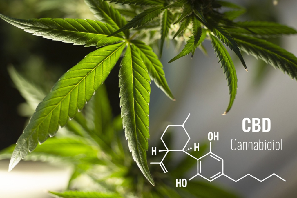 THC vs. CBD: Key Differences Explained