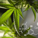 THC vs. CBD: Key Differences Explained