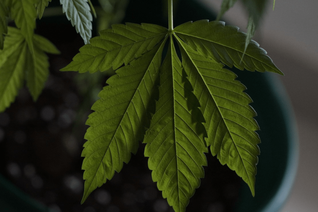 How Cannabis Patches Work