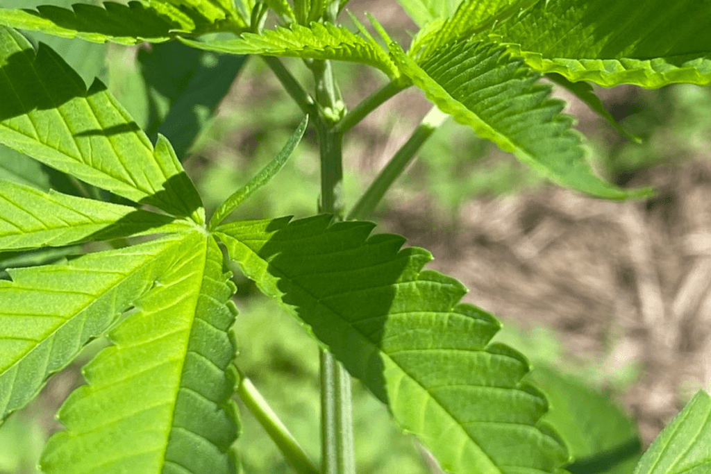 How to Safely Store Cannabis Edibles