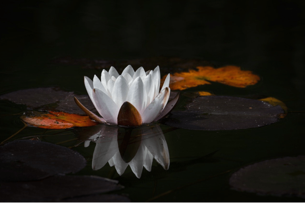 Meditation and Cannabis