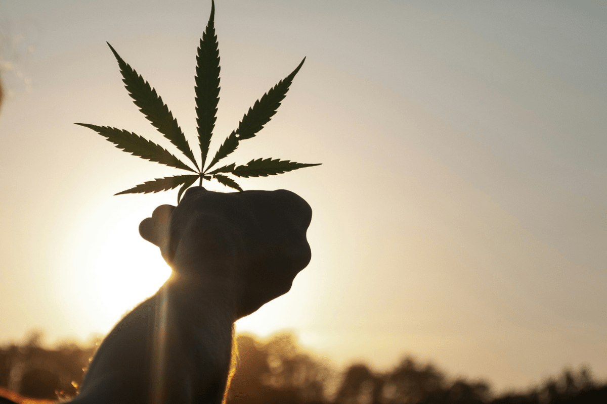 New Cannabis Strains to Watch in 2025